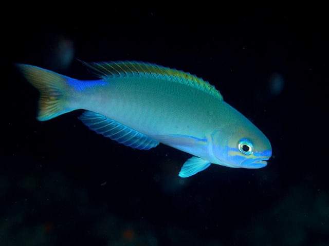 Pastel Tilefish