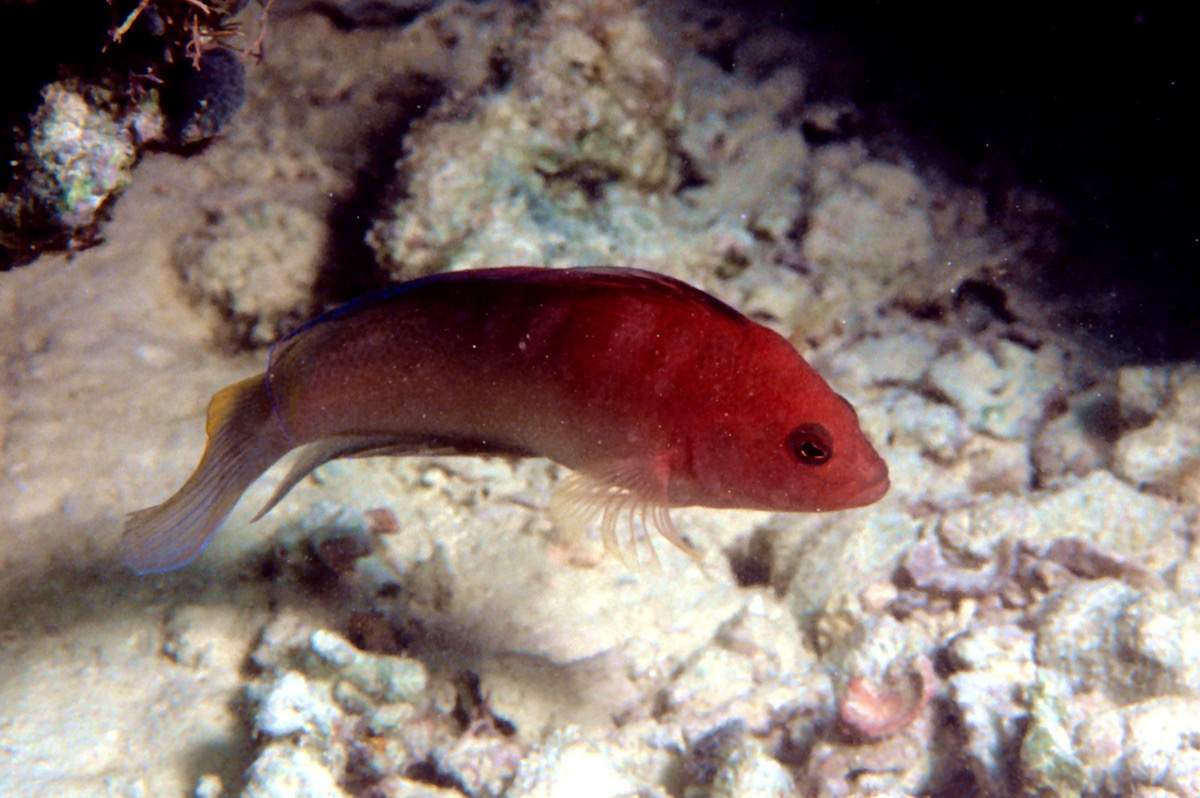 Australian Dottyback