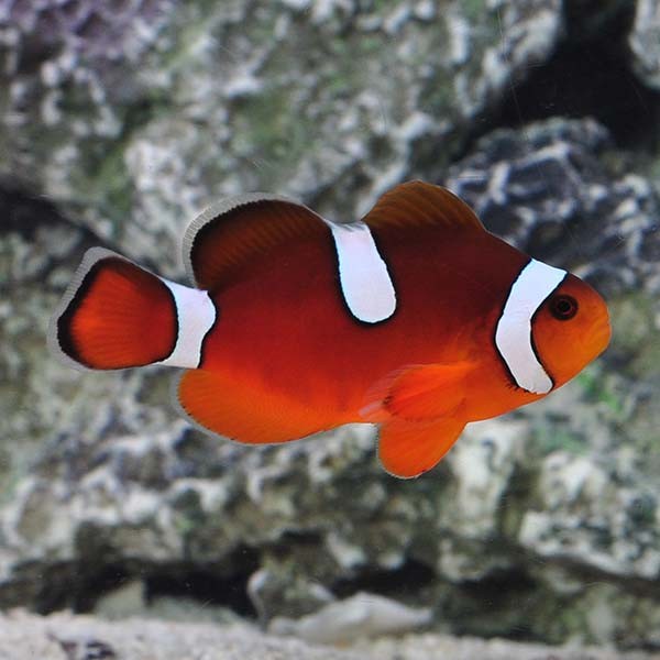 Orange-fin Clownfish
