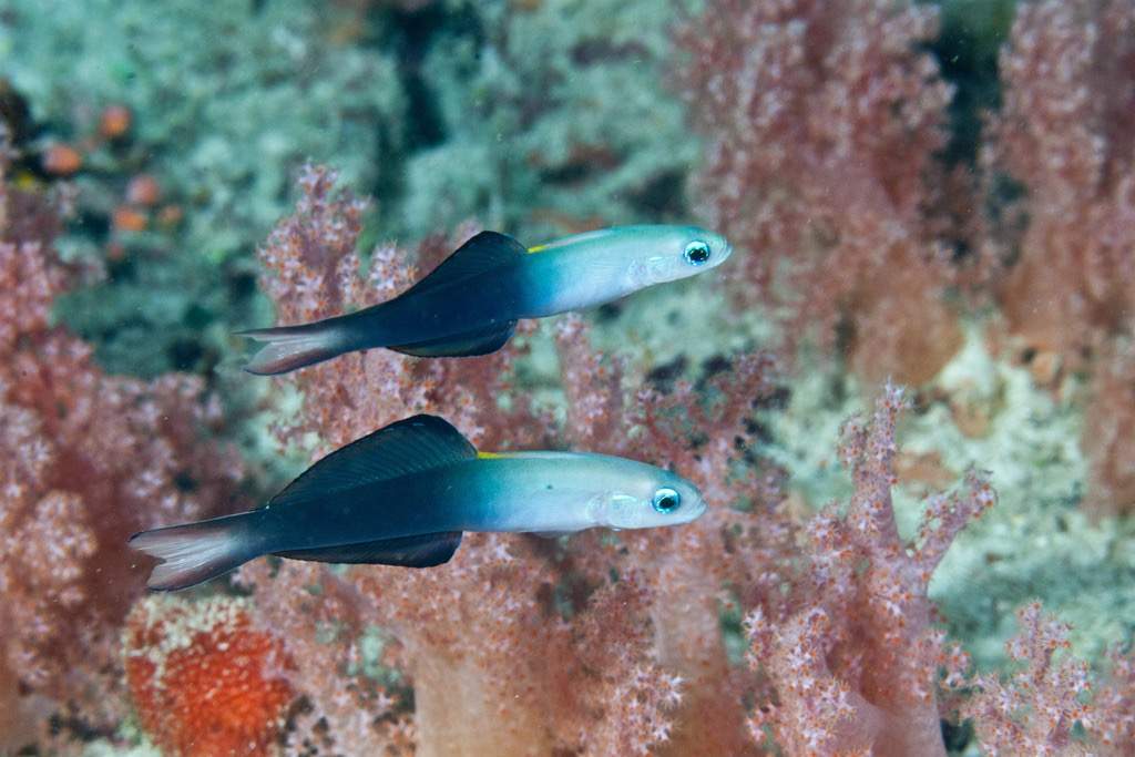 Arabian Dartfish
