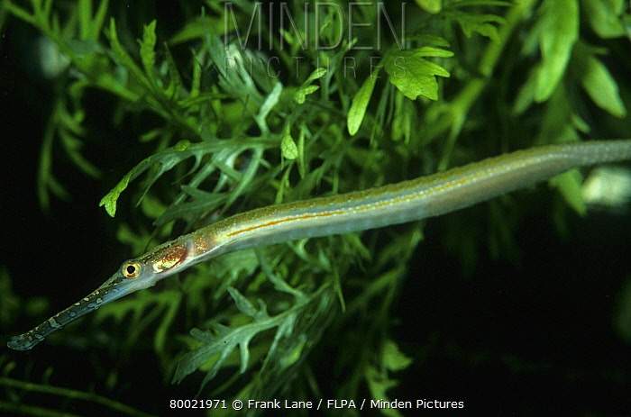 Short-Tailed Pipefish
