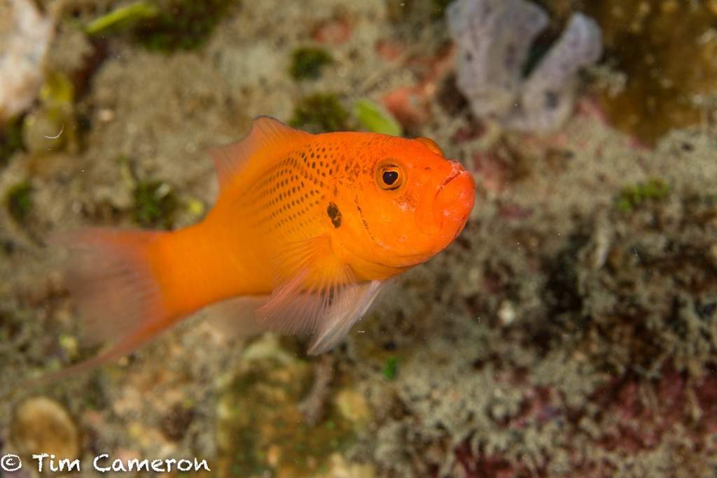Moore's Dottyback