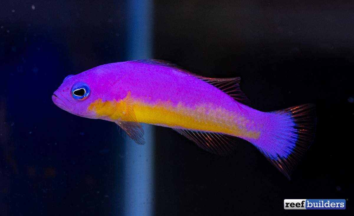 Diadem Dottyback