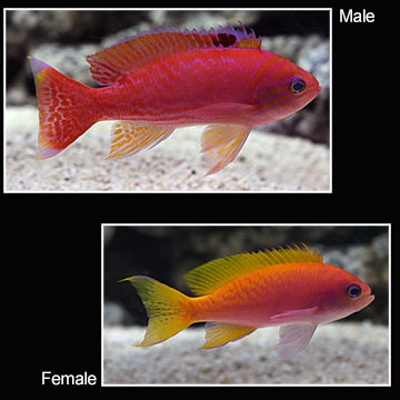 Two Spot Blenny
