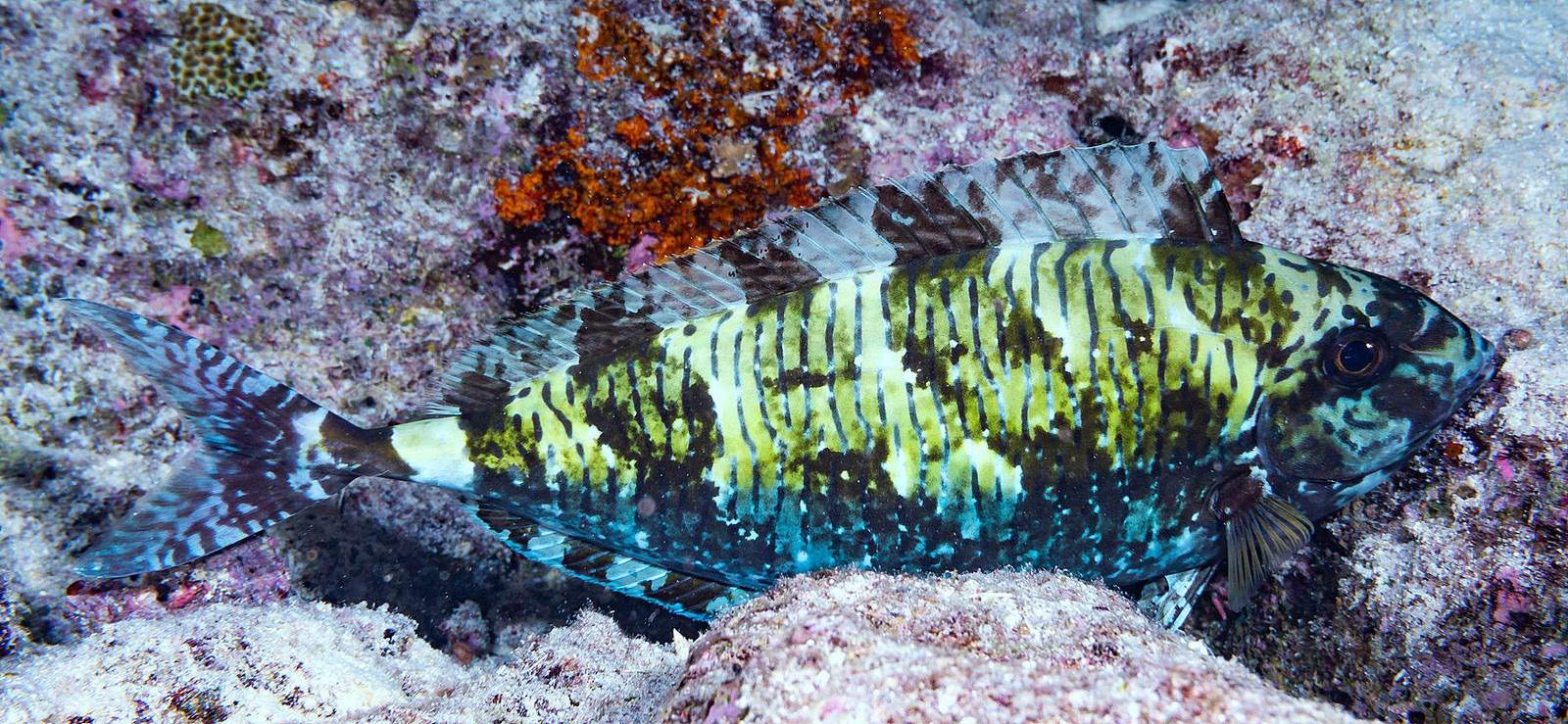 Oneknife Unicornfish