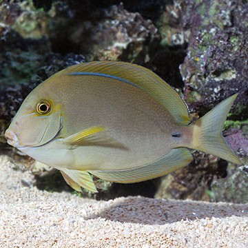 Geo's Tilefish