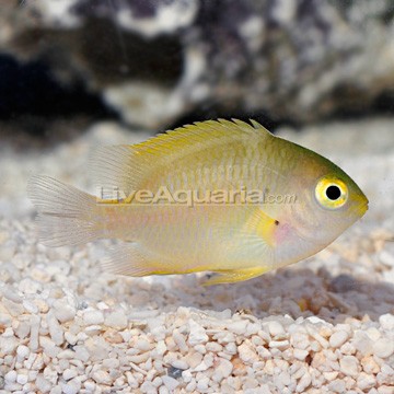 Yellowbar Angelfish