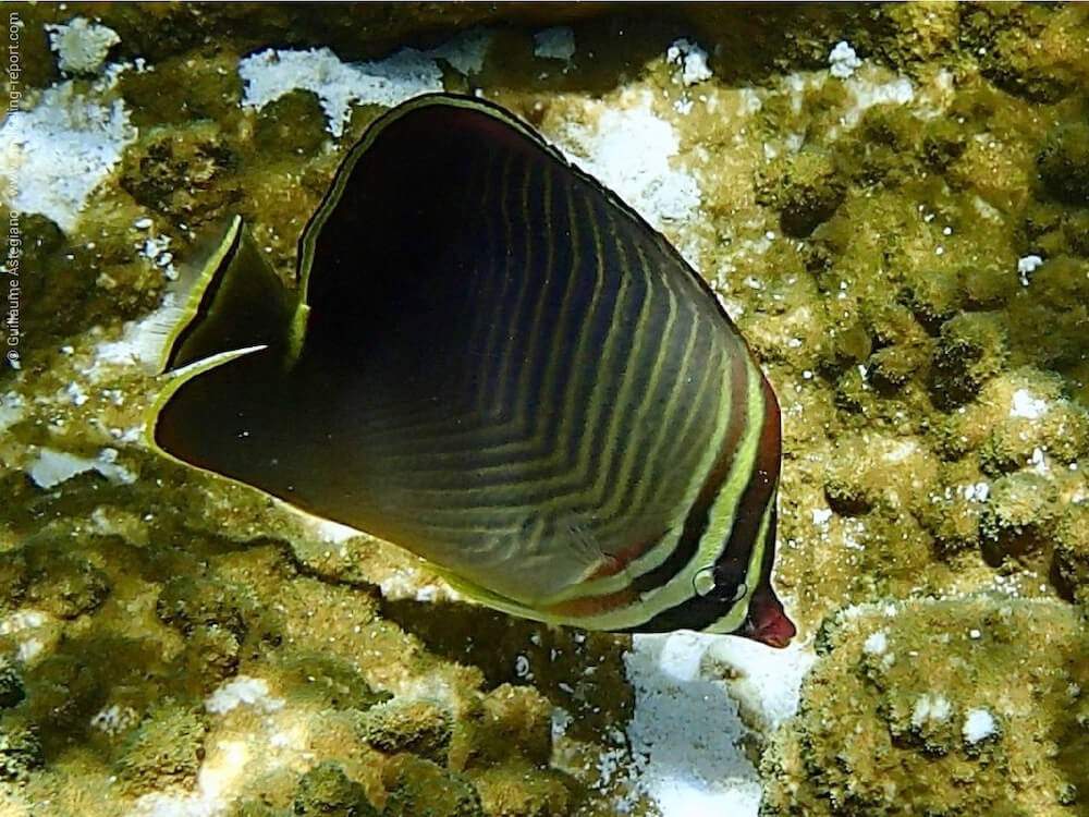 Eastern Triangular Butterflyfish