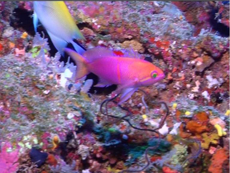 Engelhard's Anthias