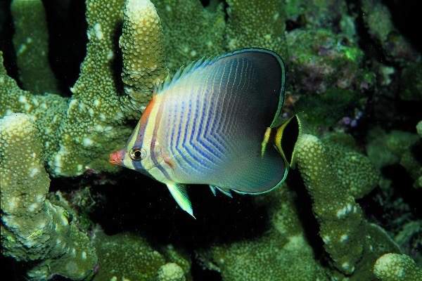 Triangle Butterflyfish