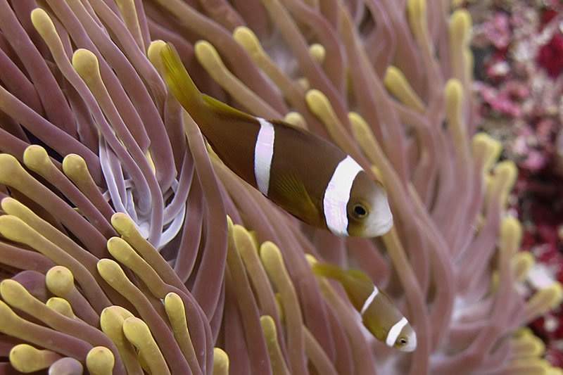 Chagos Clownfish
