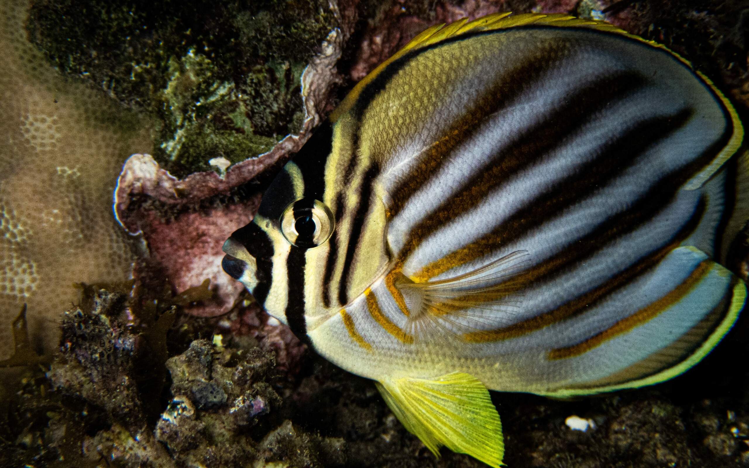 Ornate Butterflyfish