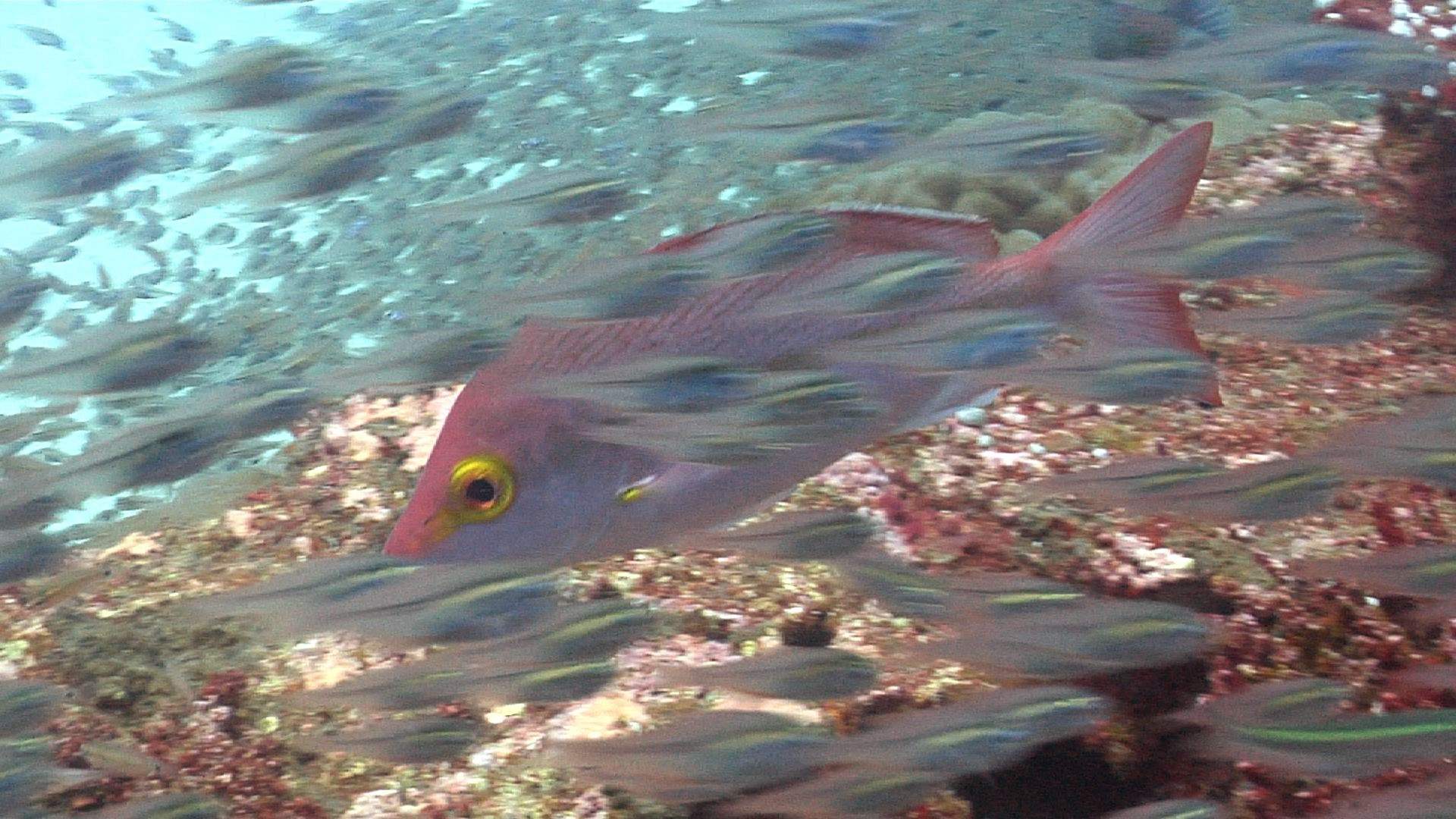 Swallowtail Cardinalfish