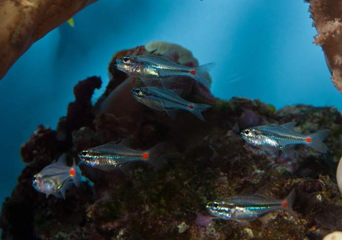 Small Cardinalfish