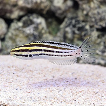 Bluestriped Fangblenny