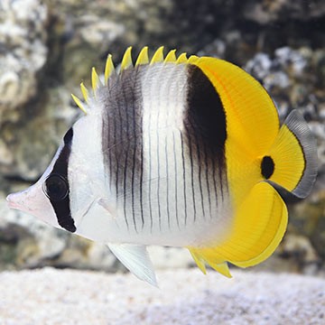 Pacific Double-Saddle Butterflyfish
