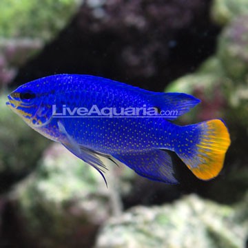 Blue Star Damselfish