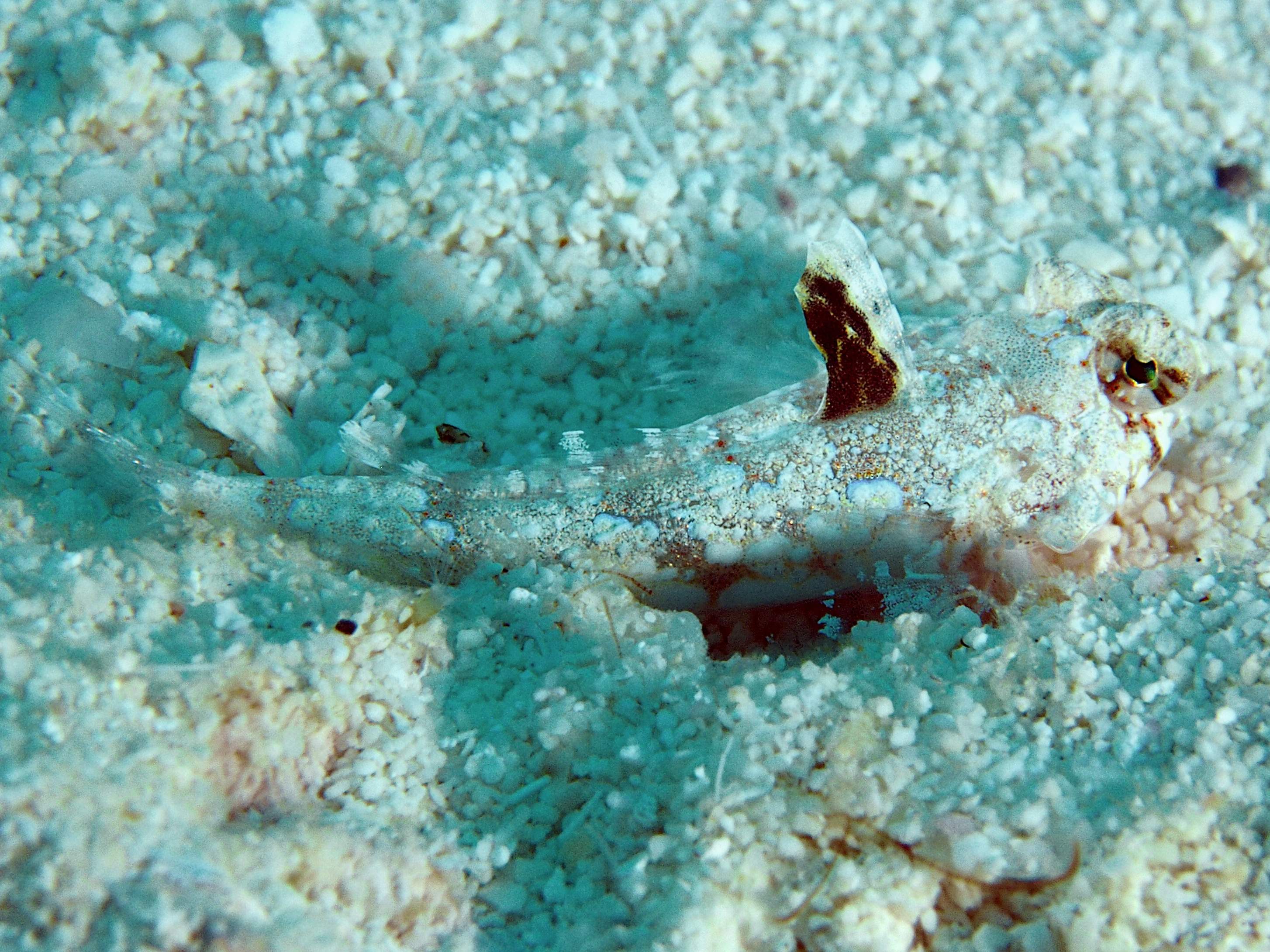 Lancer Dragonet