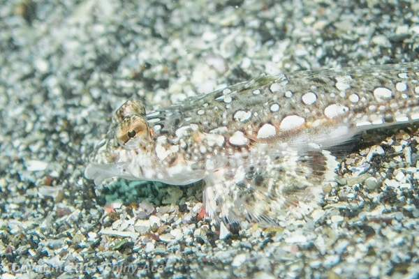 Spotted Dragonet