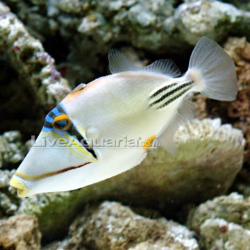 Arabian Picasso Triggerfish
