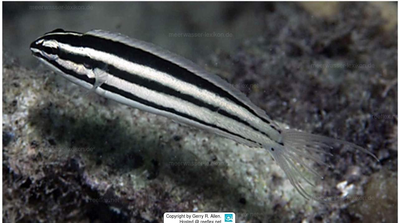Neighboring Fangblenny