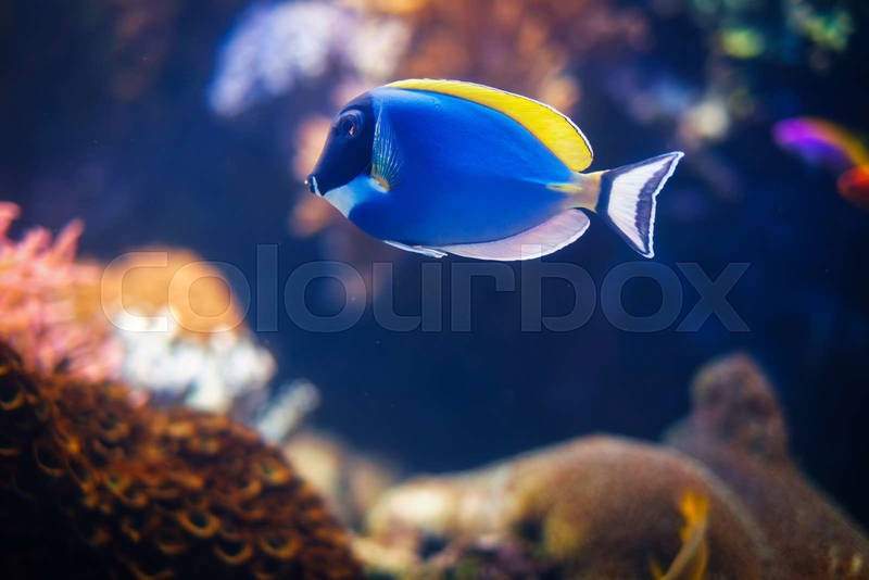 Powder Blue Tang