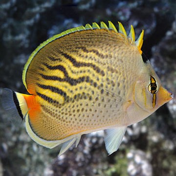 Klein's Butterflyfish