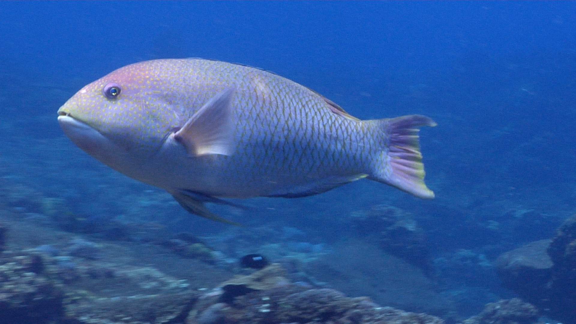 Pinkscale Hogfish