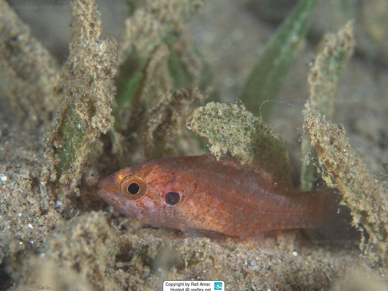 Cross-Striped Cardinalfish