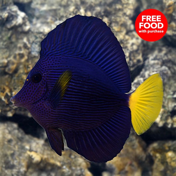 Purple Tang