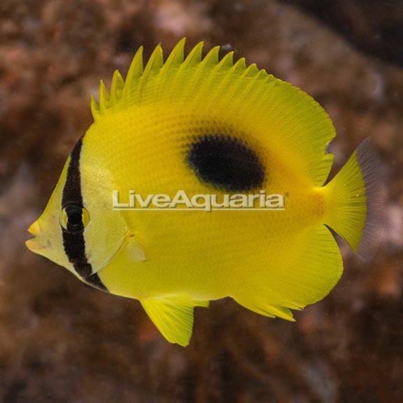 Mirror Butterflyfish
