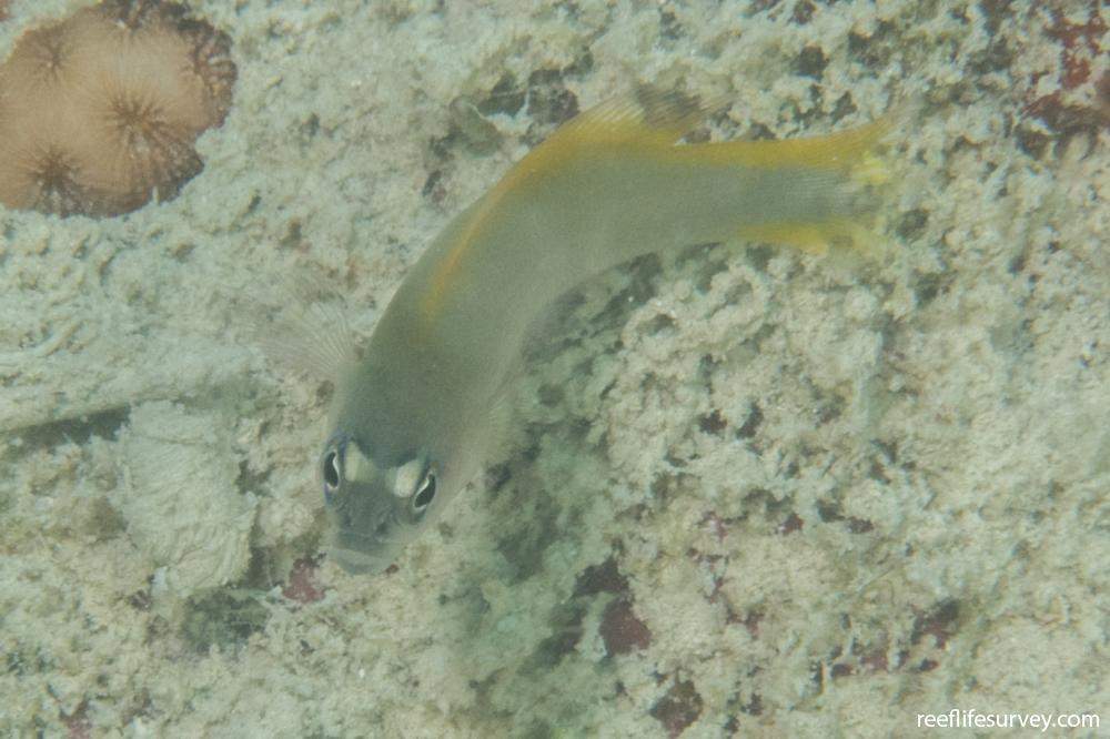 Wilson's Dottyback