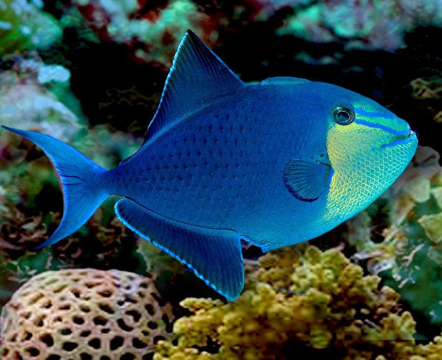 Red-Toothed Triggerfish