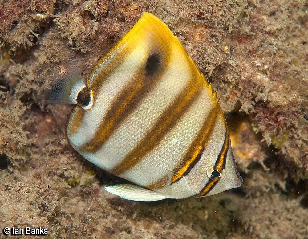 Sixspine Butterflyfish