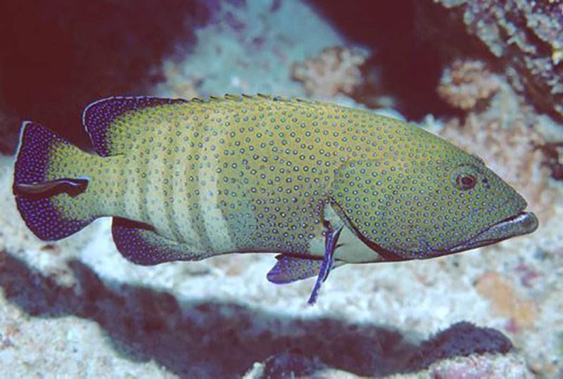 Peacock Grouper
