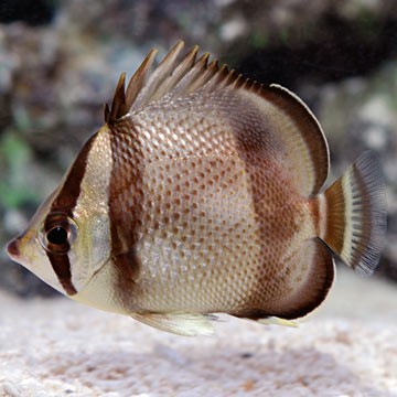 Banded Butterflyfish