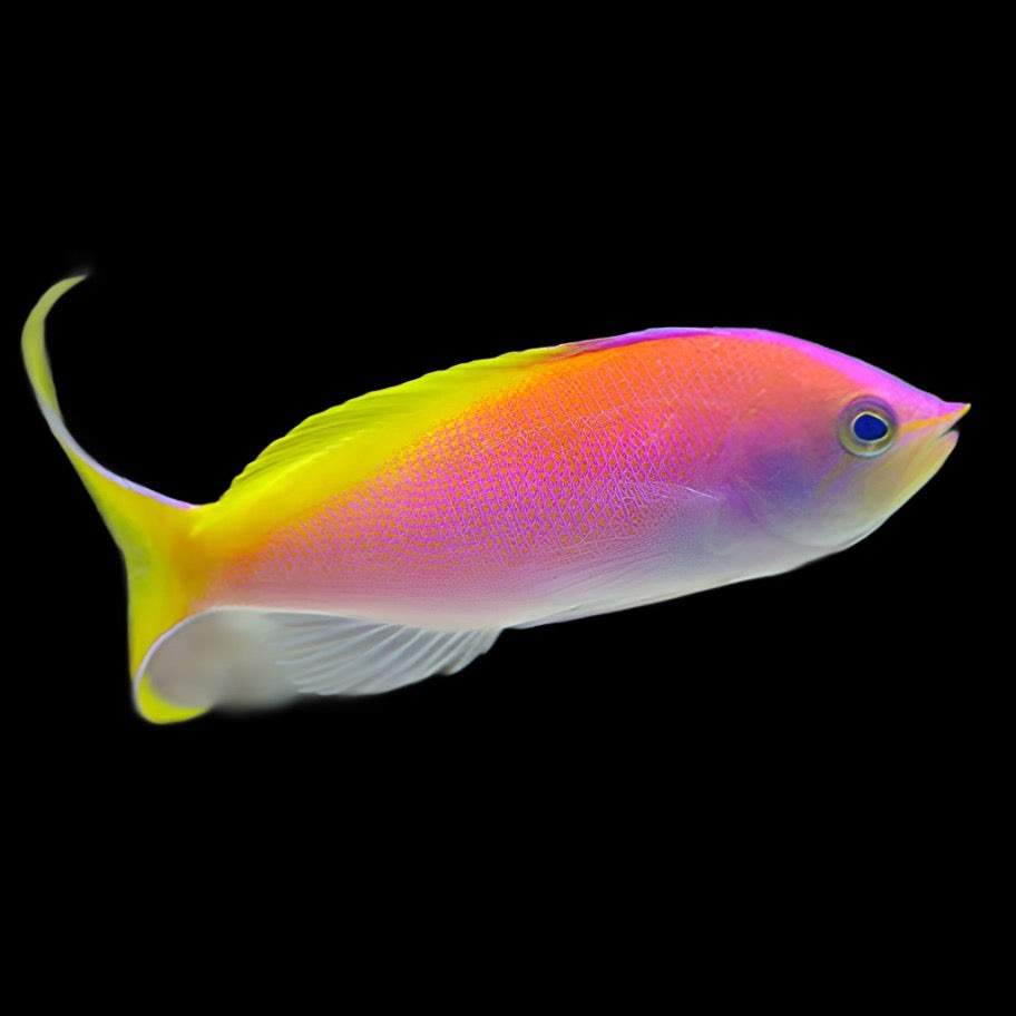 Carberry's Anthias