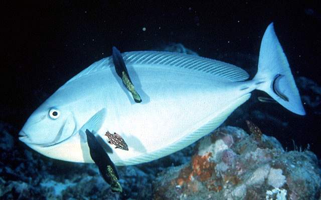 Sleek Unicornfish