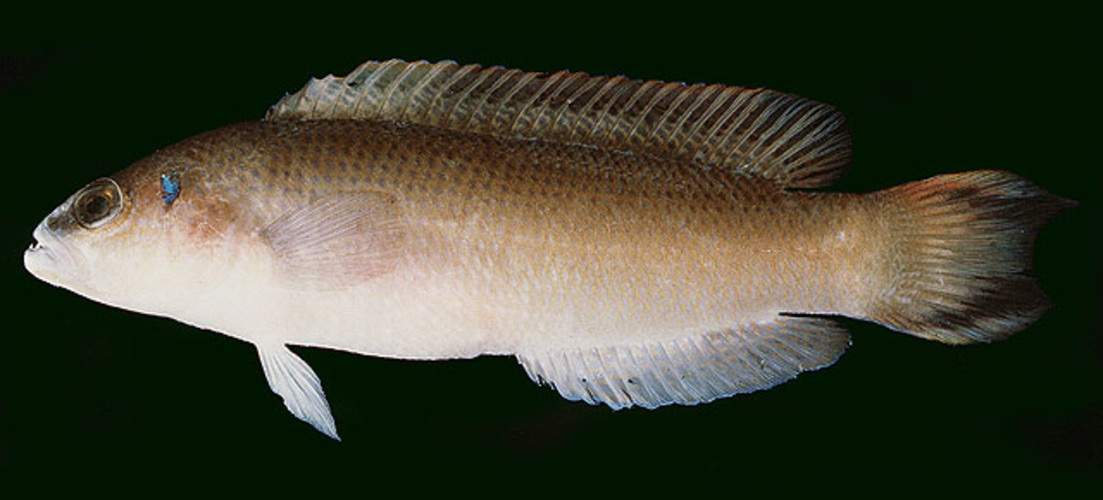 Stripe-Tailed Dottyback