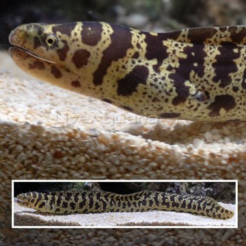 Chain Moray