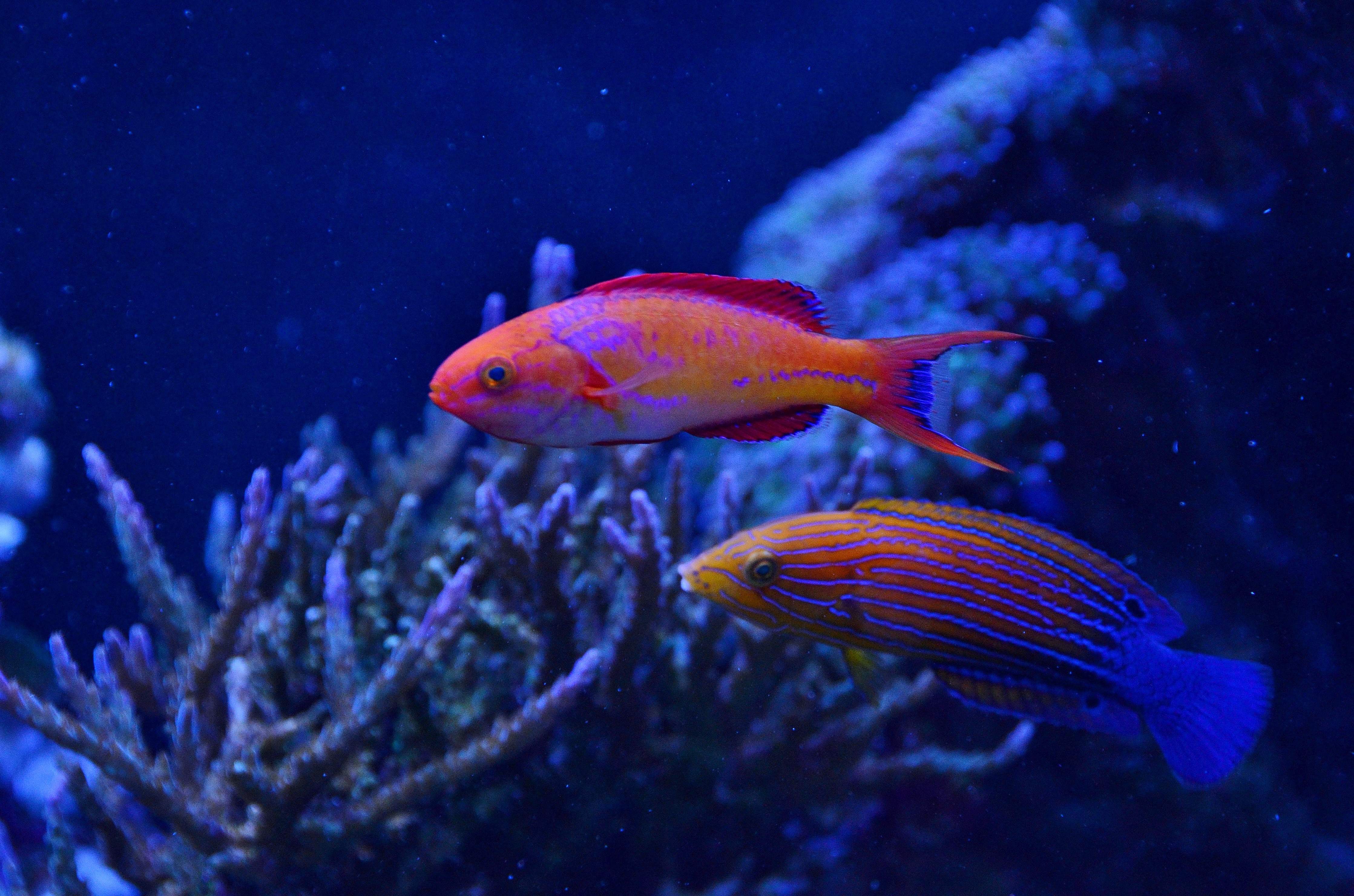 Joan Allen's Fairy Wrasse
