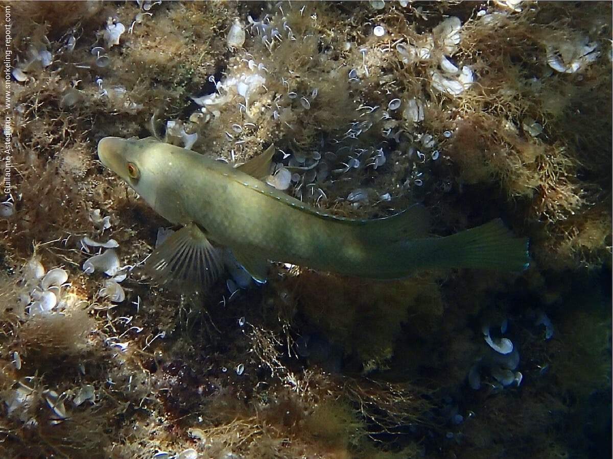 Galapagos Hogfish