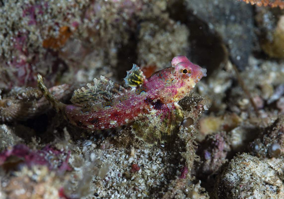 Morrison's Dragonet