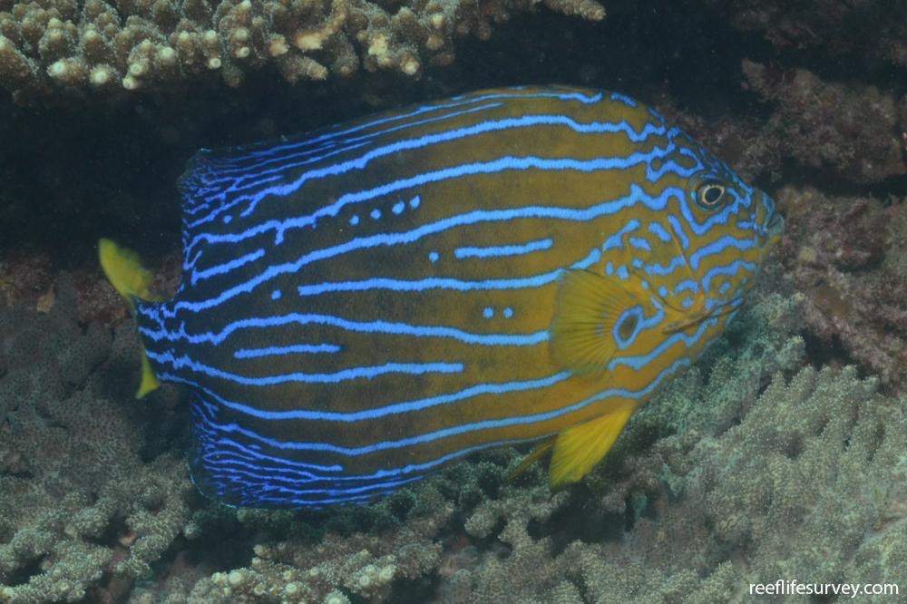 Bluestriped Angelfish