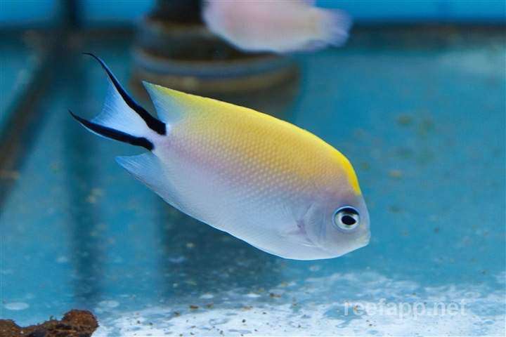 Black-Spot Angelfish