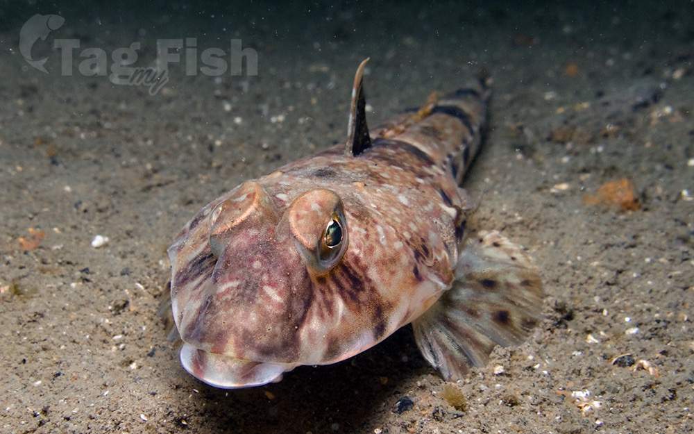 Curve-Spined Dragonet