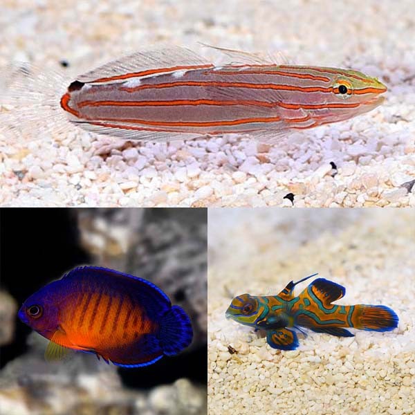 Red-margined Hogfish