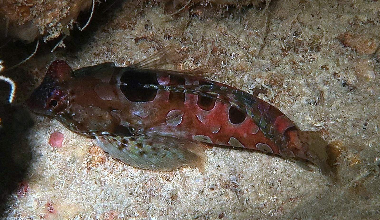 Circular Dragonet