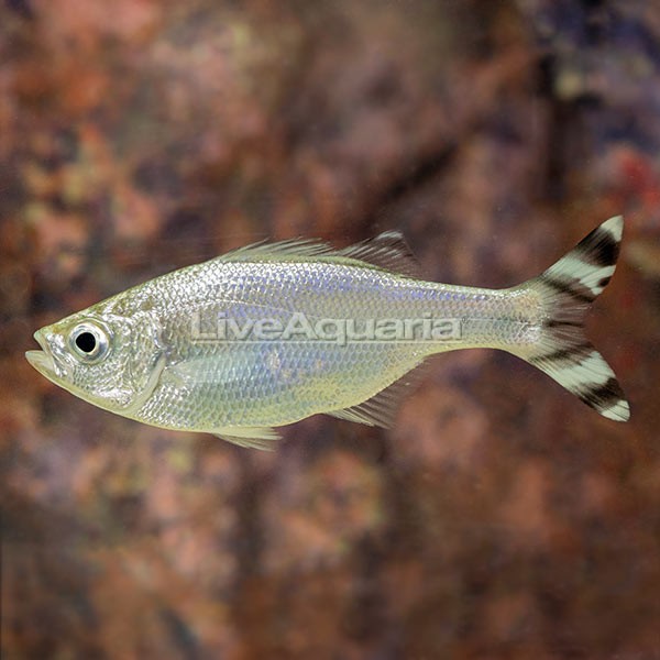 Quakerfish