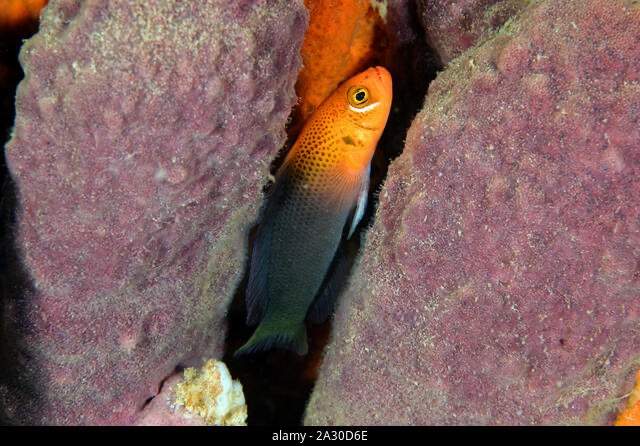 Steene's Dottyback